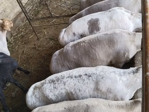 Ram, Sheep