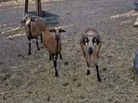 雄羊, Cameroon sheep — 写真 3