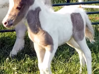 Hengst, Miniature horse — Foto 8