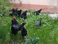 موسكو بلاك — الصورة 6