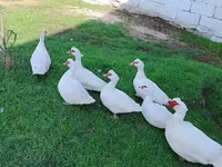 Ducks — photo 1