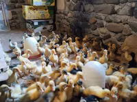 Ducks — photo 2