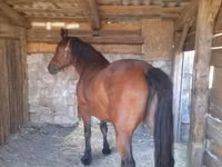 Jument, Međimurje horse — photo 2