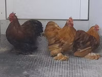 Pekin-Zwerg — Foto 6