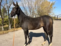 Jument, Akhal-Teke — photo 3