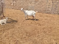 Cabra, Toggenburg goat — foto 2