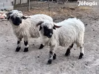Domba betina, Valais Blacknose sheep — foto 2