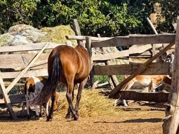 Cheval, Chevaux