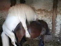 雄馬, Shetland Pony — 写真 3