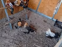 Bantam — foto 4