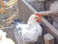 Chickens — Foto 3
