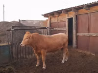 公牛, Auliyeatinskaya breed — 照片 5