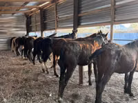 Cheval, Horse breed — photo 1