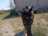 Yegua, Skyros Pony — foto 2