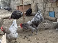 Chickens — Foto 3