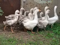 Geese — photo 3