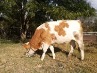 Vaca, Raza gris húngara — foto 2