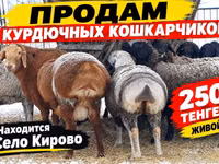 Domba jantan, Kazakh fat-tailed coarsewool sheep — foto 1