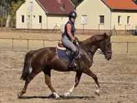 Jument, Hungarian horse breed — photo 3