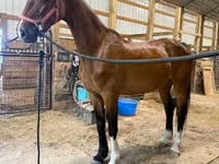 Yegua, Dutch warmblood horse — foto 8