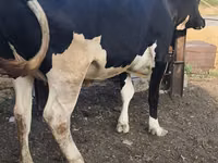 بقرة, Russian Black pied cattle — الصورة 2