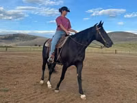 فرس, National Show Horse — الصورة 2