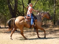Hengst, Quarter Horse — Foto 6