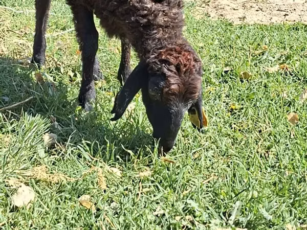 Domba betina, Sheep