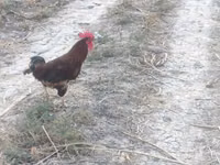 Chickens — Foto 1