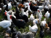Chickens — Foto 3