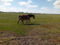 فرس, Kinsky horse — الصورة 5