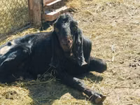 Billy Goat, Kamori goats — photo 5