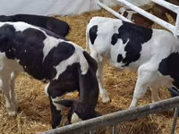 Bulle, Russian Black pied cattle — Foto 2