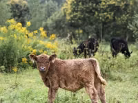 公牛, Galloway cow — 照片 7