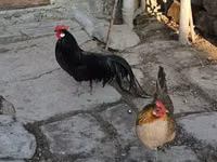 Chickens — फ़ोटो 3