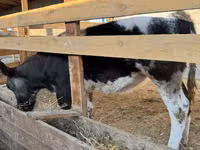 Vache, Bleue de Belgique — photo 7