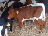 Bulle, Simmental cattle — Foto 1
