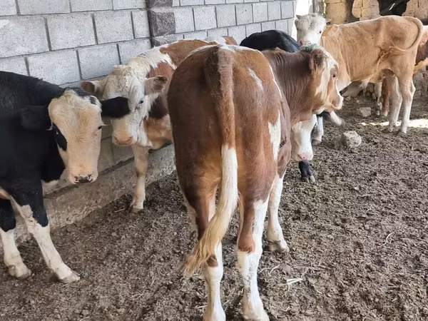 ثور, أبردين - أنغوس