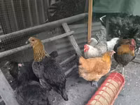 Chickens — 写真 5
