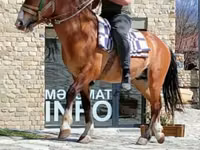 Hengst, Karabakh horse — Foto 4