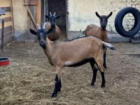 雌ヤギ, Alpine goat — 写真 3