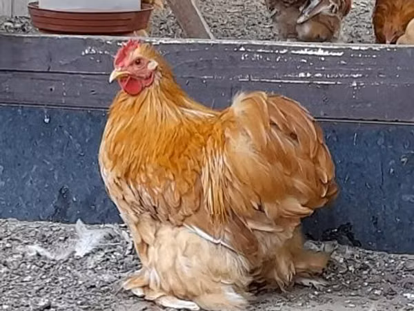 Pekin-Zwerg