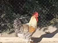 Chickens — الصورة 3