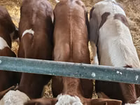 Taureau, Simmental cattle — photo 7