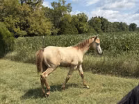 Caballo, Kentucky mountain daddle horse — foto 3
