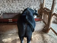 मवेशी (लॉट, लिंग निर्दिष्ट नहीं), Russian Black pied cattle — फ़ोटो 3