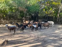 Moutons (lot, sexe non indiqué), Cameroon sheep — photo 2