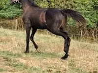 Hengst, Thoroughbred horse — Foto 1