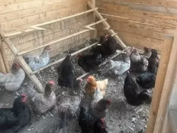 オーストラロープ