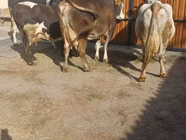 Vaca, Raza Holstein